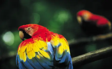 Arara de penas vermelhas, amarelas e azuis pousada em um galho, com fundo verde desfocado e outra arara ao fundo.