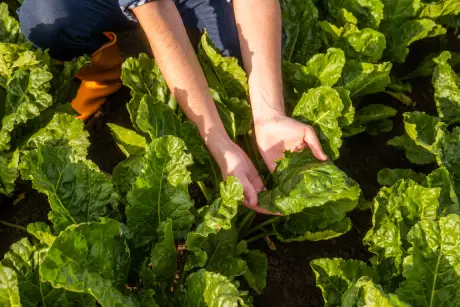 Mãos colhendo folhas verdes de hortaliça em uma plantação, com plantas saudáveis e solo escuro ao redor.
