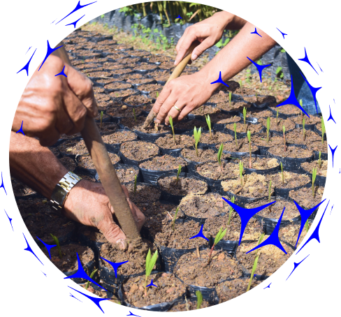 mãos plantando mudas de planta.