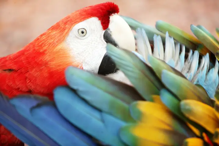 Arara colorida de penas vermelhas, azuis e amarelas, com bico grande, parcialmente coberta pelas asas em close.