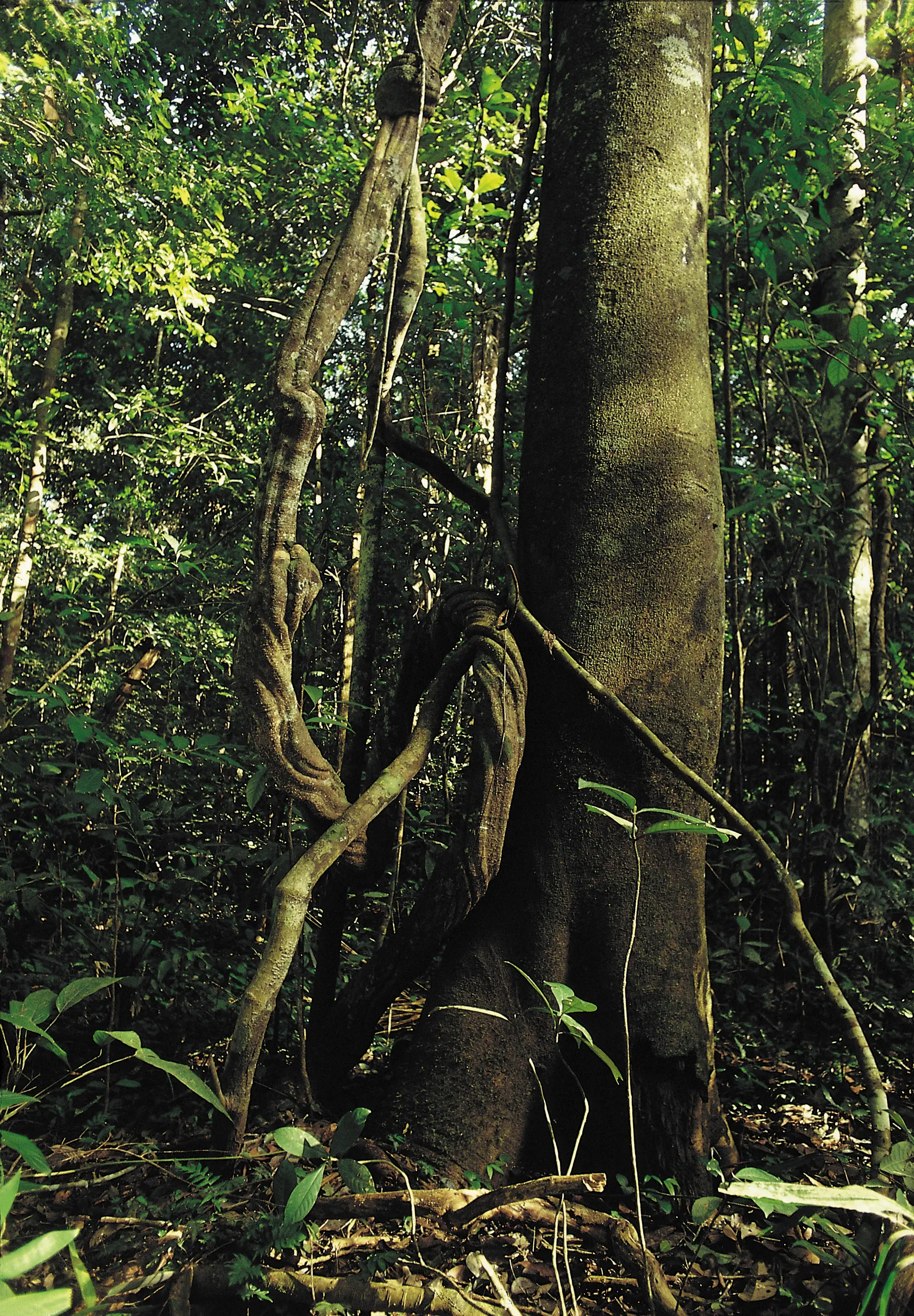 Imagem de uma árvore 