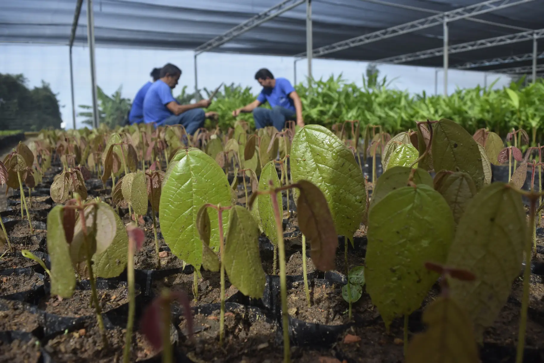 Três pessoas vestidas de azul trabalham em viveiro de mudas 