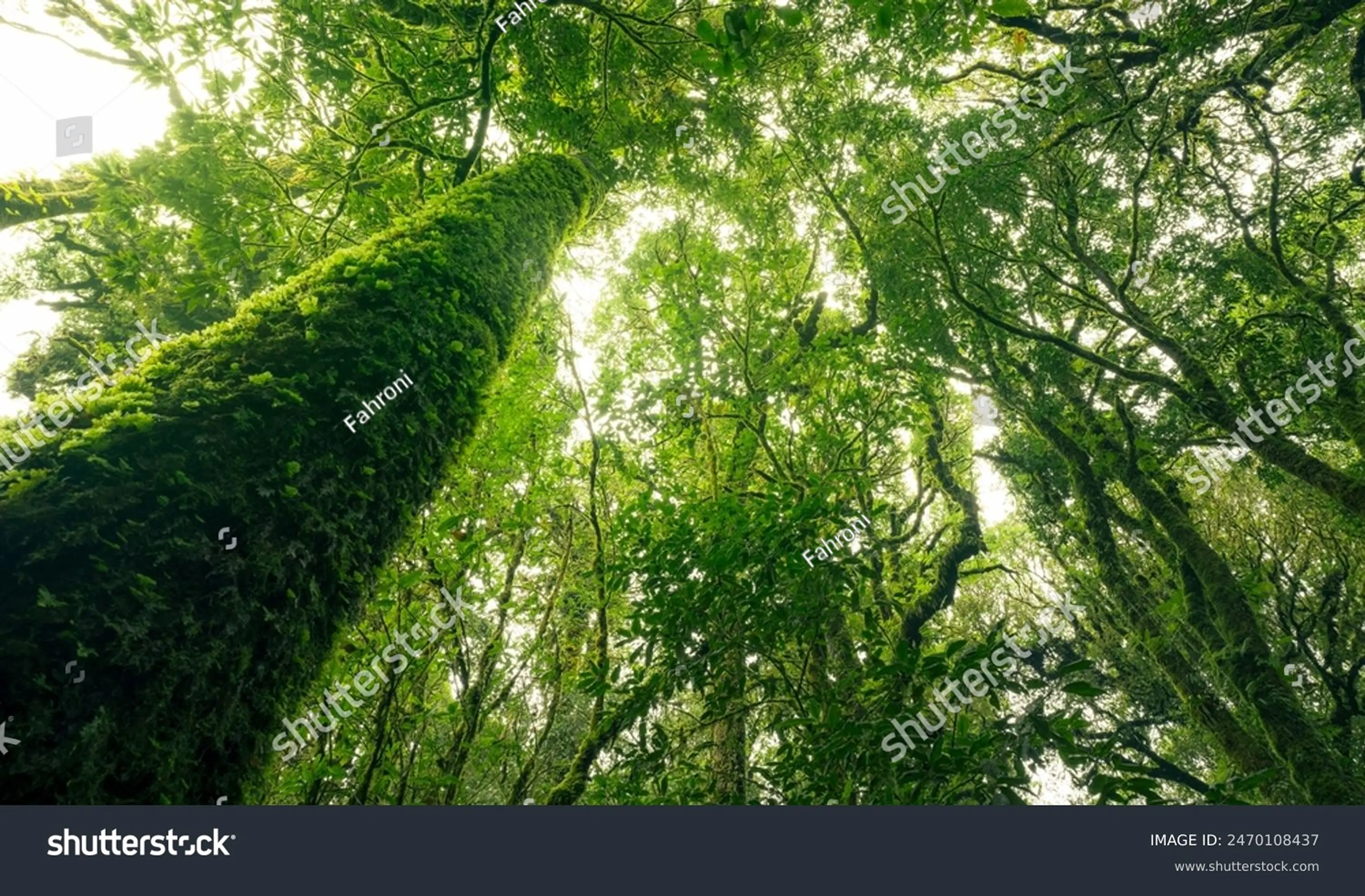 Low-angle view of a large tree trunk covered in green moss, rising towards the canopy of a dense and lush forest.