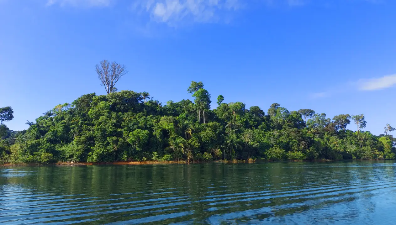 Ilha coberta por vegetação verde densa às margens de um rio calmo, sob céu azul claro