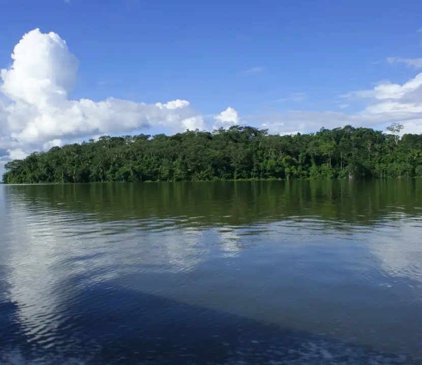 Paisagem natural com um rio de águas calmas ocupando o primeiro plano, refletindo o céu azul. Ao fundo, há uma extensa área de floresta verde e fechada, com árvores de diferentes alturas, sob nuvens brancas espalhadas no céu.