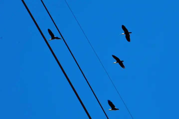 Quatro aves voam no céu azul, próximas a duas linhas de fiação elétrica